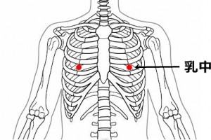 経絡経穴　足の陽明胃経　乳中（骨格あり）