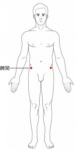 経絡経穴　足の陽明胃経　髀関