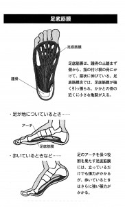 足底筋膜の解説イラスト
